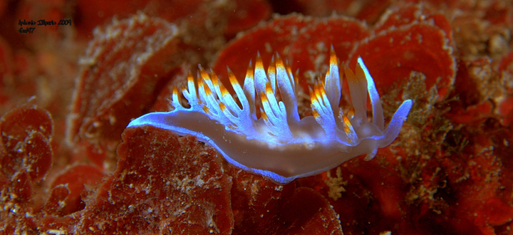 Flabellina babai